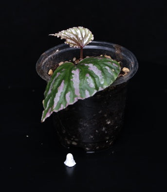 Begonia roseopunctata