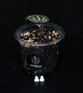 Begonia roseopunctata