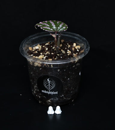 Begonia roseopunctata