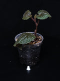 Begonia scabrida