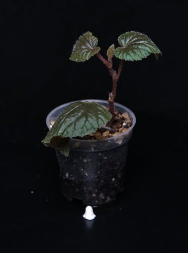 Begonia scabrida