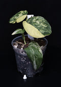 Scindapsus Jade satin variegata