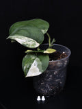 Schindapsus jade satin variegata