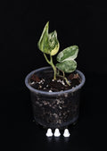 Schindapsus jade satin variegata