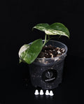 Scindapsus jade satin variegata