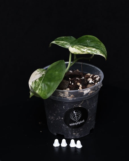 Scindapsus jade satin variegata