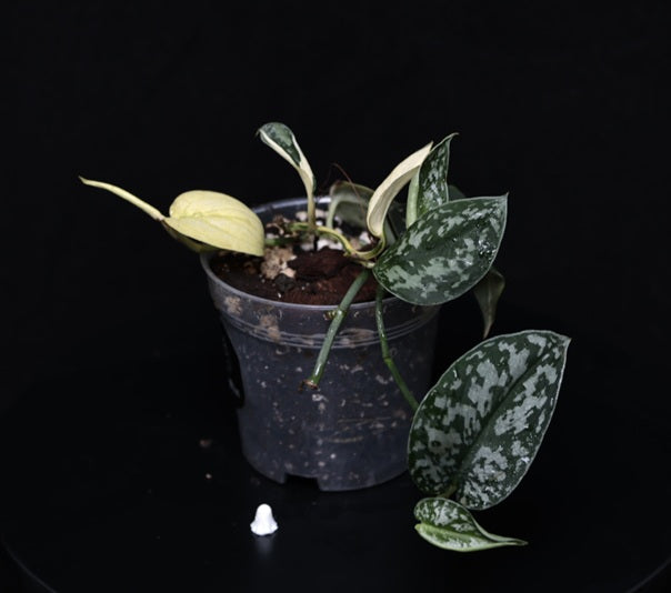 Scindapsus mayari variegata