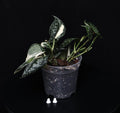 Scindapsus mayari variegata