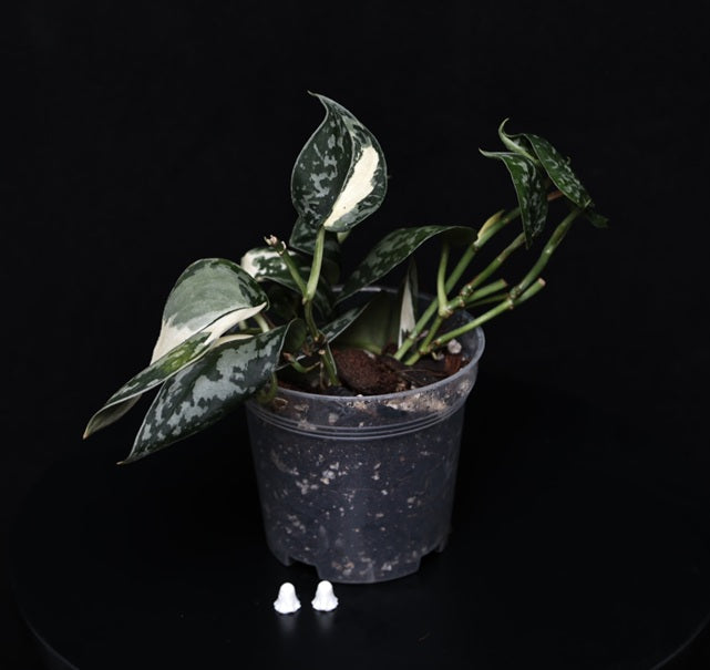 Scindapsus mayari variegata