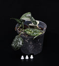 Scindapsus mayari variegata