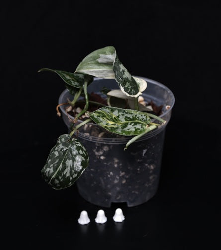 Scindapsus mayari variegata