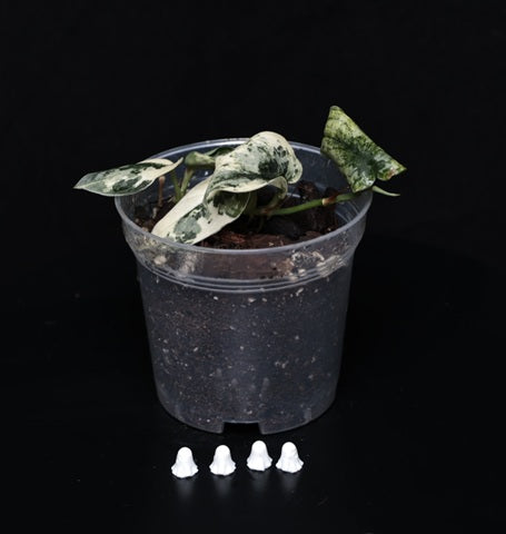 Scindapsus mayari variegata