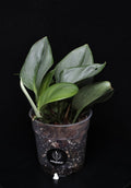Scindapsus Treubii Moonlight