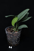 Scindapsus Treubii Moonlight