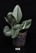 Scindapsus Treubii Moonlight