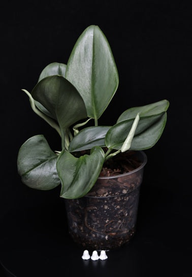 Scindapsus Treubii Moonlight