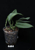Scindapsus Treubii Moonlight