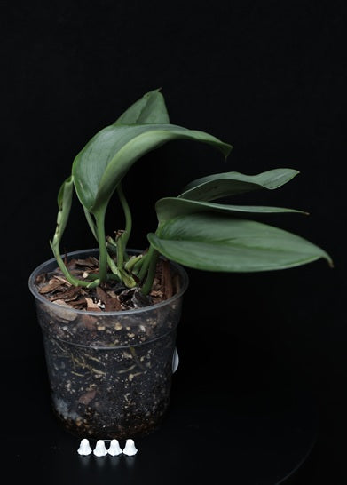 Scindapsus Treubii Moonlight