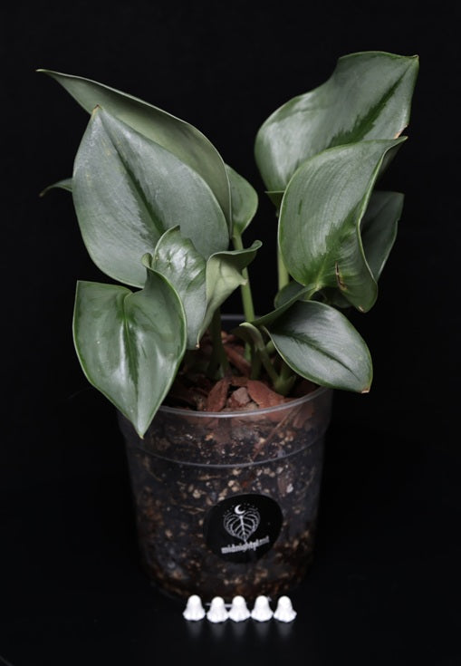 Scindapsus Treubii Moonlight