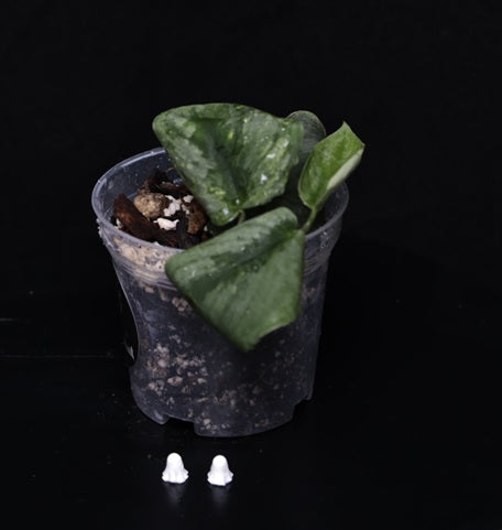 Scindapsus Silver Knight