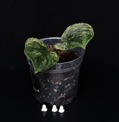 Scindapsus Silver Knight